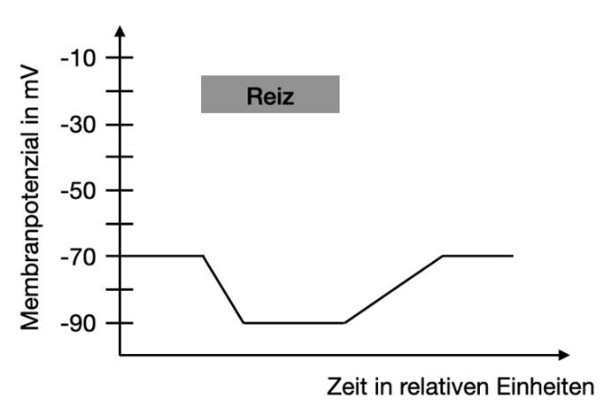 Grafik: Membranpotenzial (mV) über Zeit, fällt bei Reiz von -70 mV auf -90 mV und steigt dann zurück
